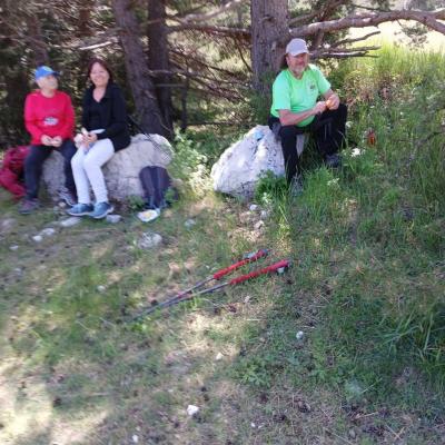 Greoliere les pivoines 1 