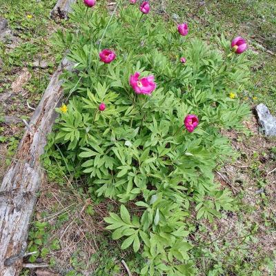 Greoliere les pivoines 10 