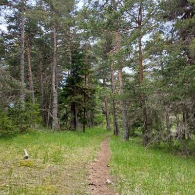 Greoliere les pivoines 11 