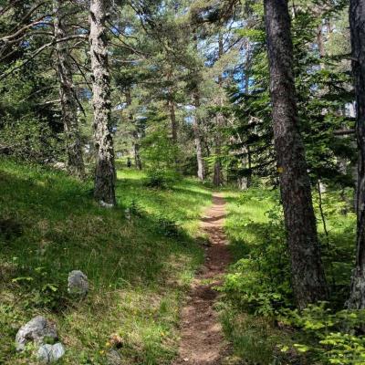 Greoliere les pivoines 12 