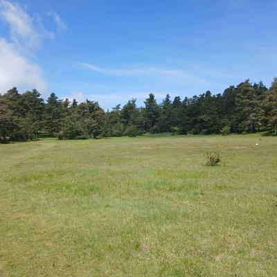 Greoliere les pivoines 13 