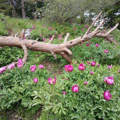 Greoliere les pivoines 14 