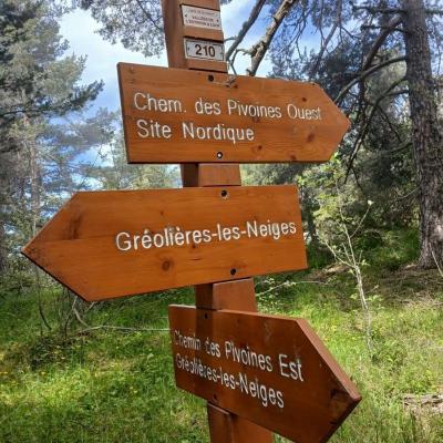 Greoliere les pivoines 15 