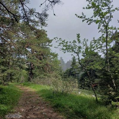 Greoliere les pivoines 16 