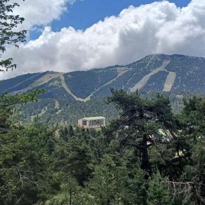 Greoliere les pivoines 20 