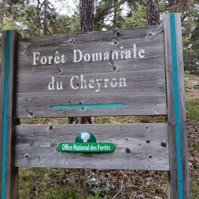 Greoliere les pivoines 5 