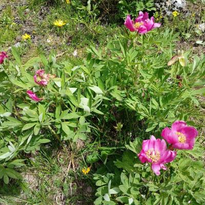 Greoliere les pivoines 7 