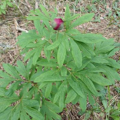 Greoliere les pivoines 8 