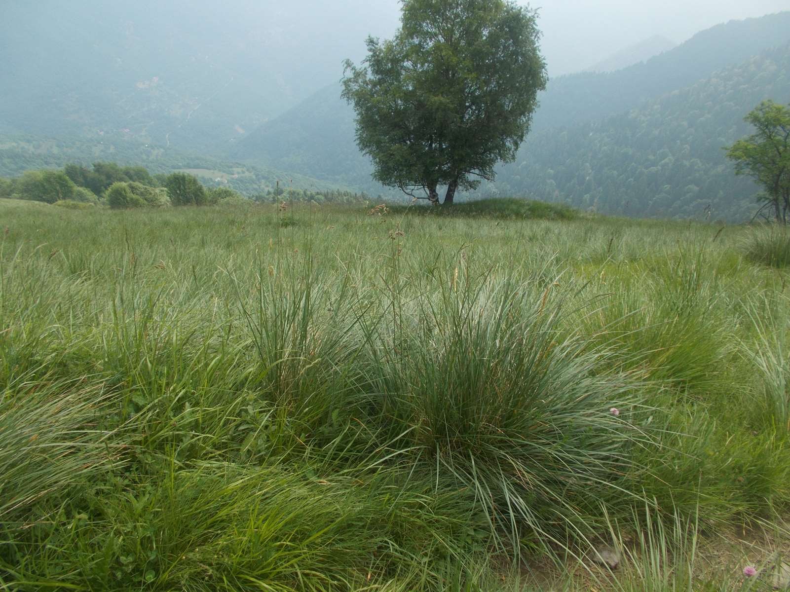 Mangiabo 15062021 33 