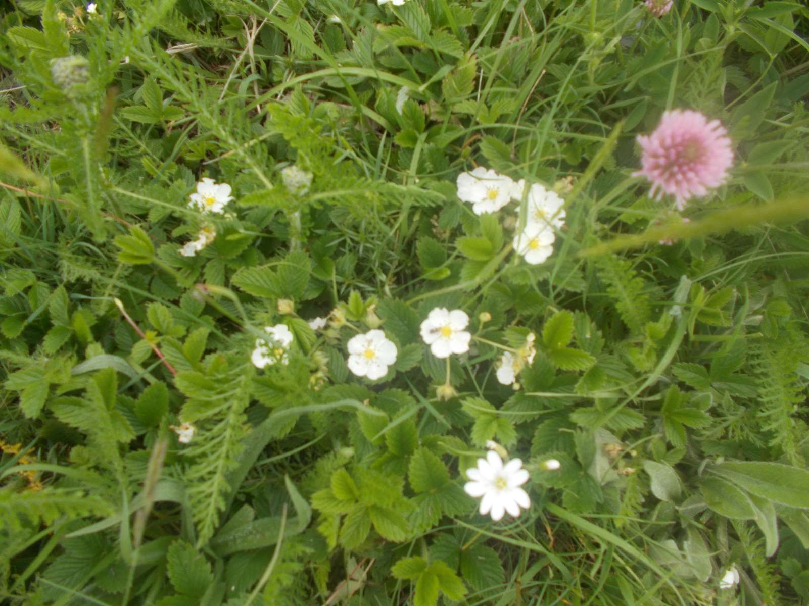 Mangiabo 15062021 54 