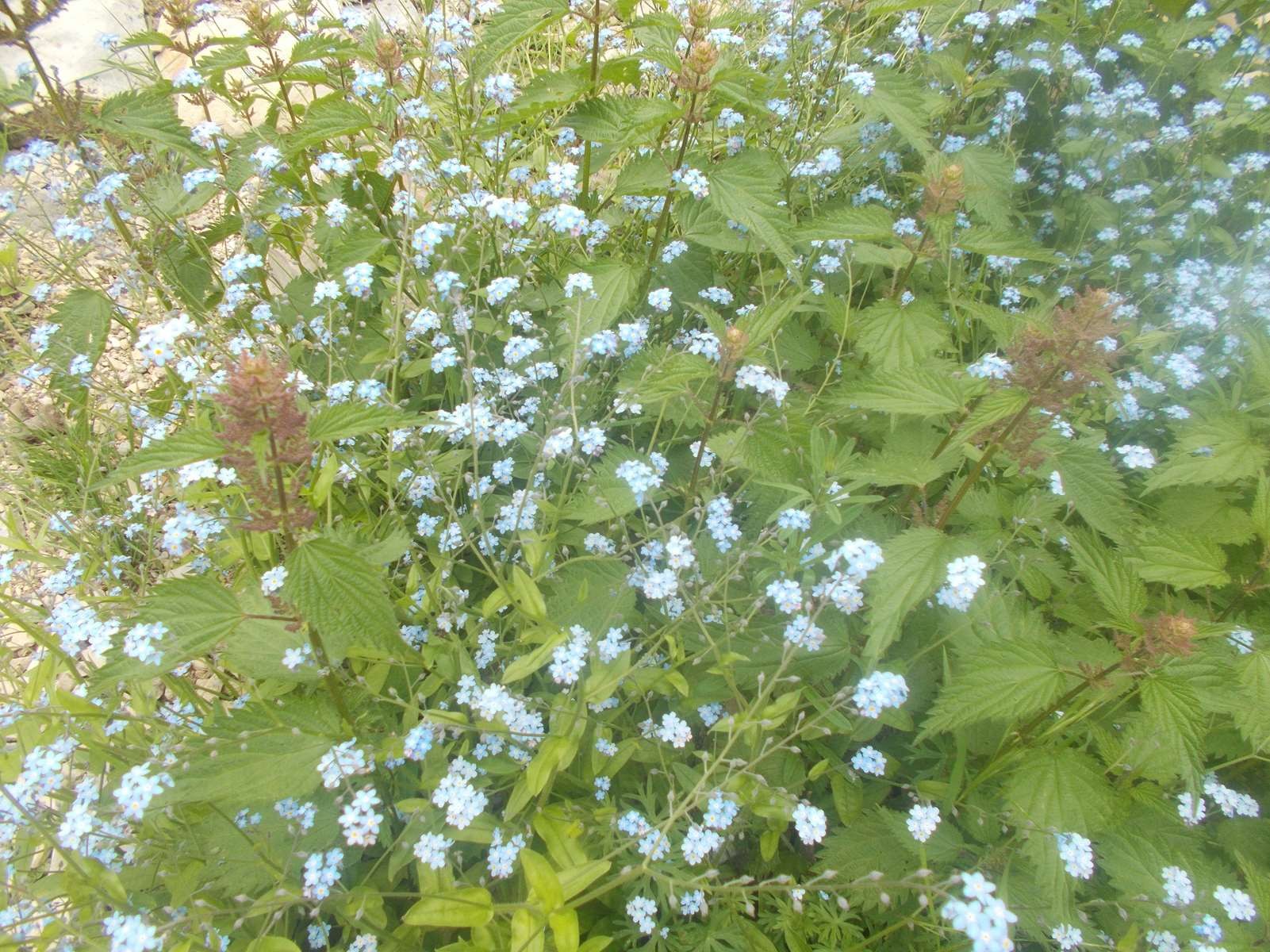 Mangiabo 15062021 62 