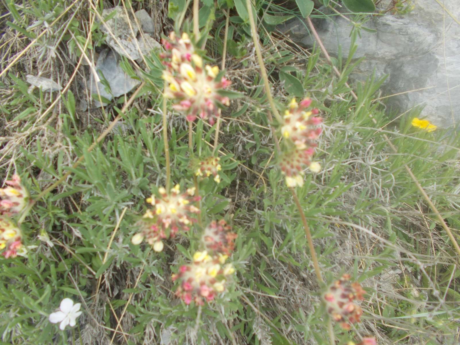 Mangiabo 15062021 76 