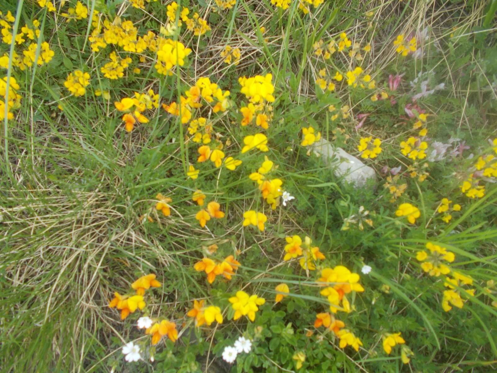 Mangiabo 15062021 79 