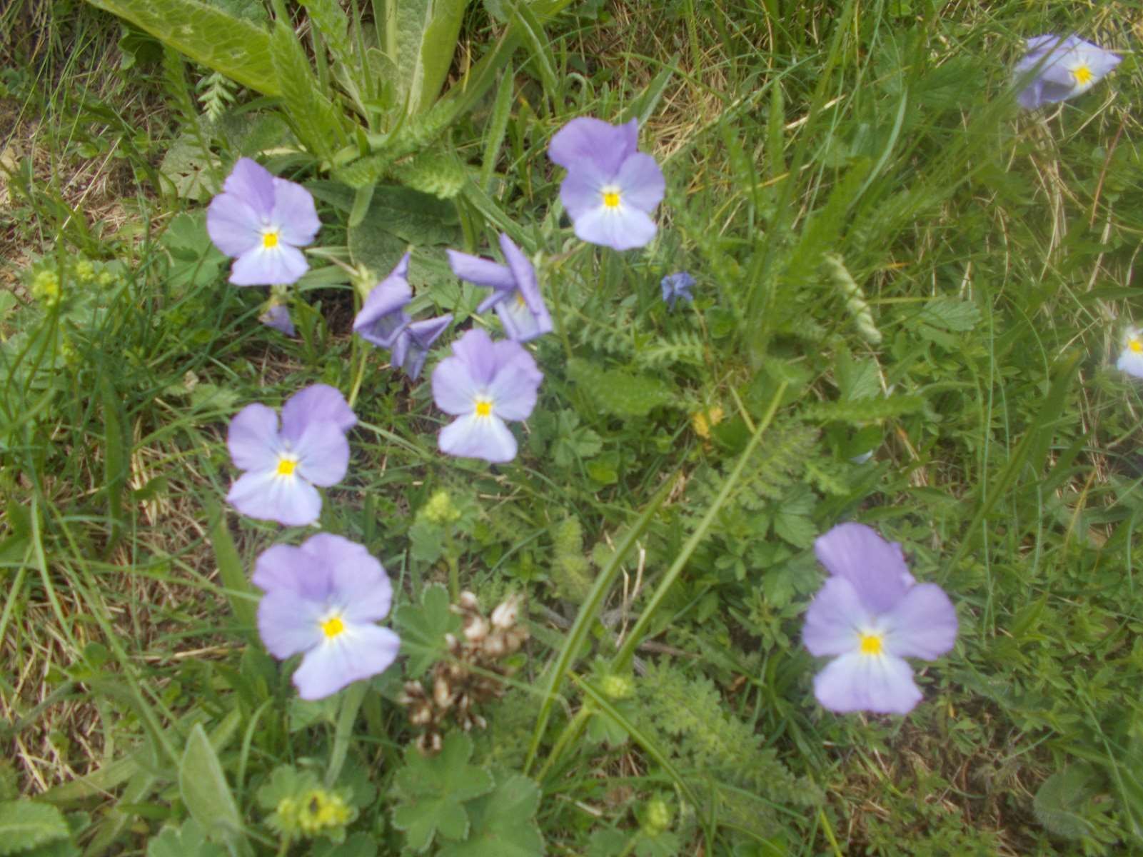 Mangiabo 15062021 87 