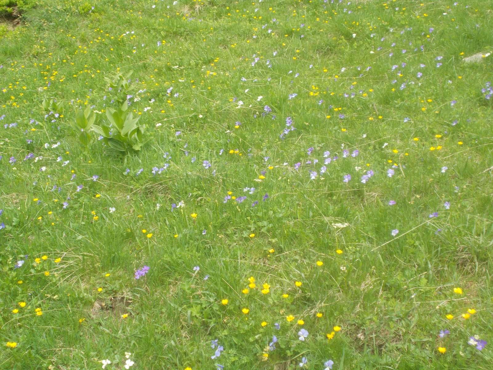 Mangiabo 15062021 90 