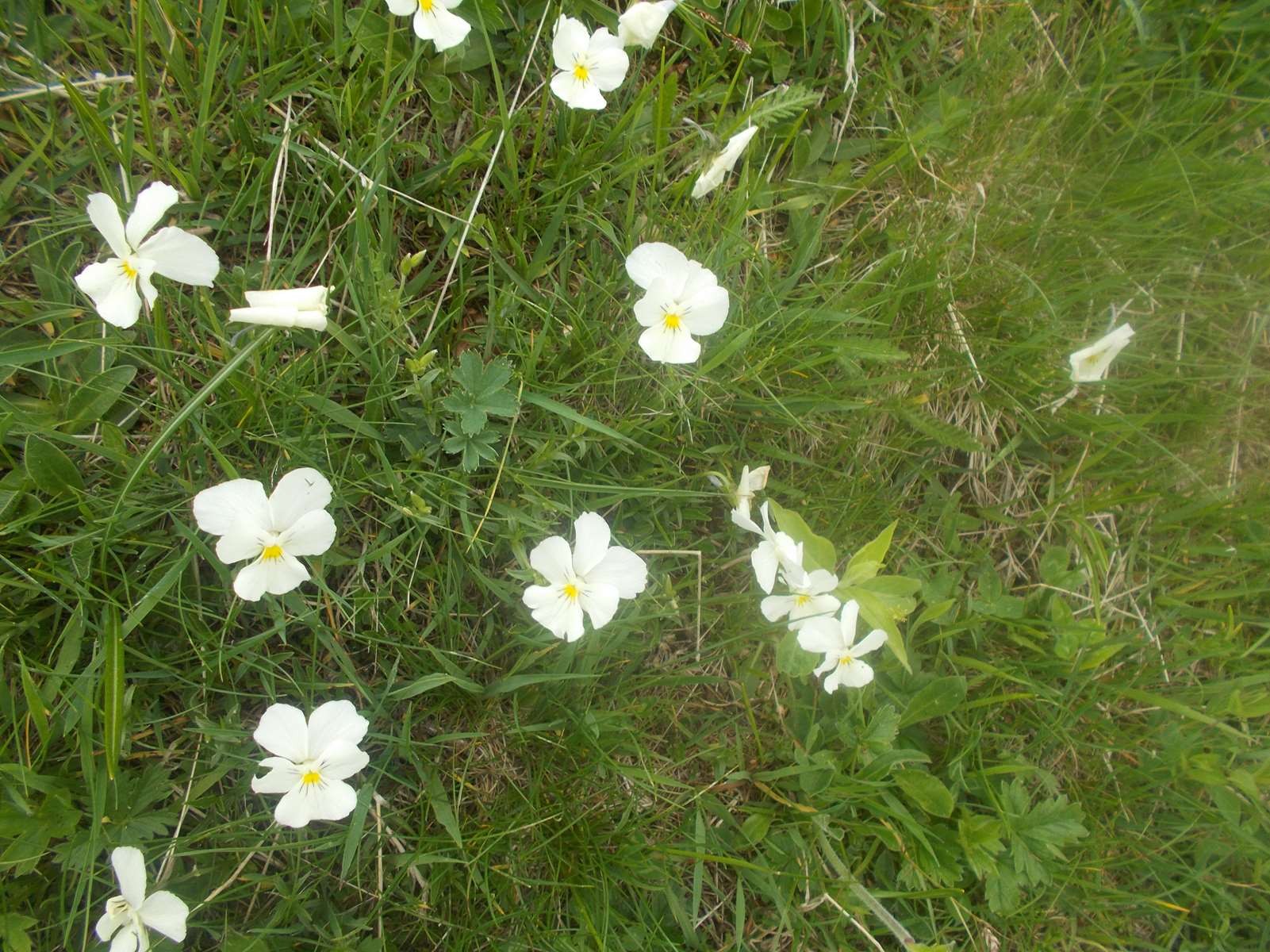 Mangiabo 15062021 91 